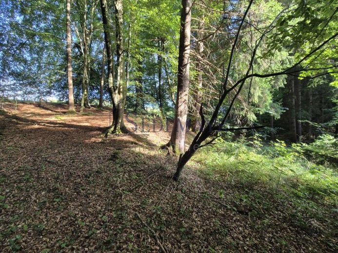 VERKAUF: Gepflegter Waldbestand bei Starnberg! – Foto 1