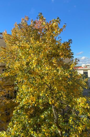 Westhafen Stuckaltbau, sonnig, grün, ruhig, Balkon, hohe Räume – Ausblick Baumkronenzimmer