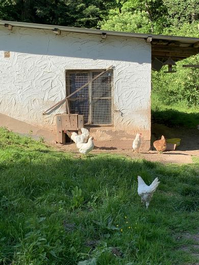 Bauernhaus / ehemalige Getreidemahlmühle in Alleinlage zu verkaufen – Freilaufende Hühner
