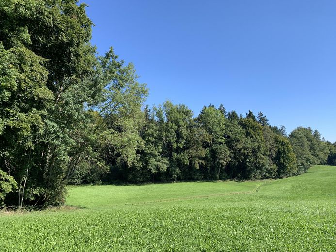 Wiesen und Wälder