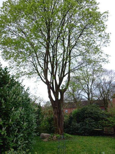 Ahornbaum im Vorgarten