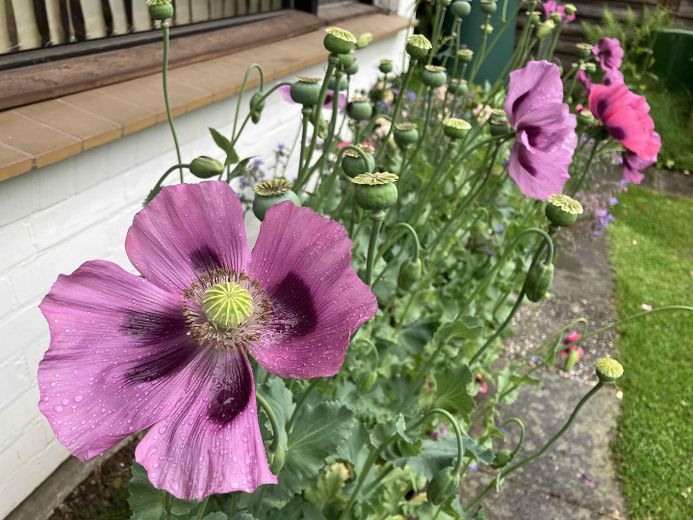 Сонячний бунгало в «Травемюндер Вінкель» – Gartenimpression