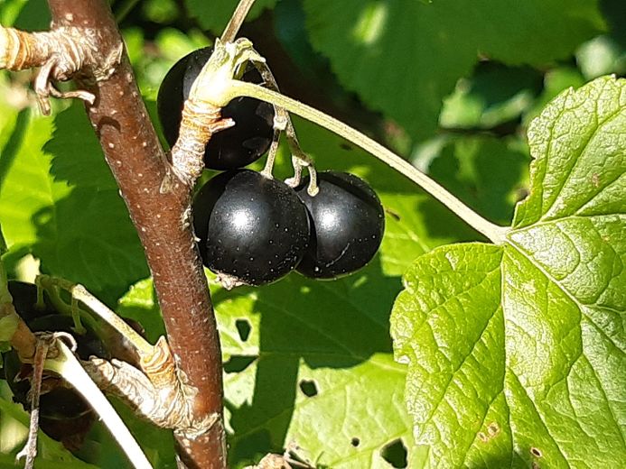 Szczęście mieszkania i radość z ogrodu – schwarze Johannisbeere