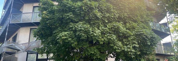 Möbliertes 1-Zimmerappartement mit Balkon in zentraler und ruhiger Lage!