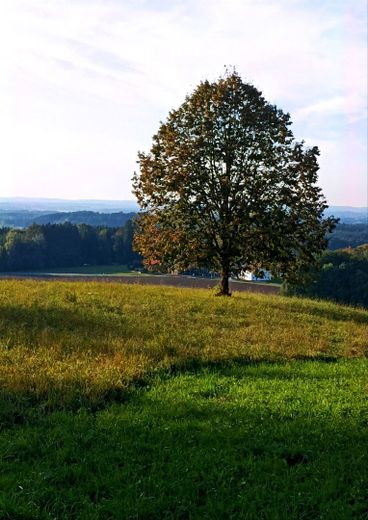 Fernsicht nach  Westen - Linde