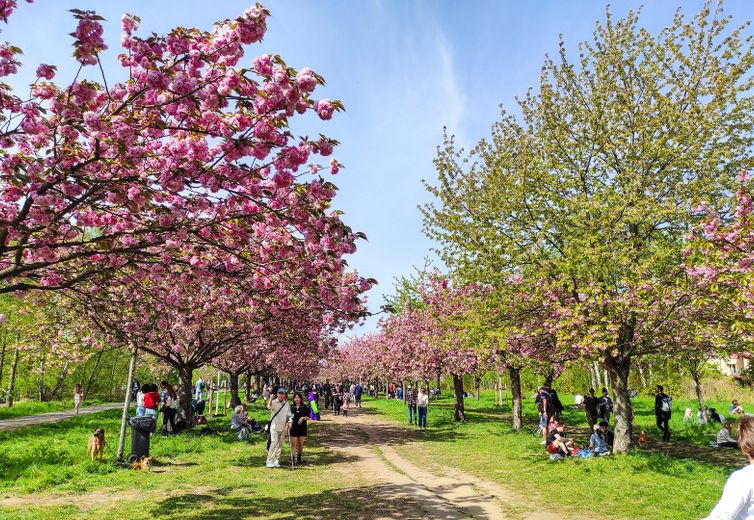Umgebung Kirschblütenallee