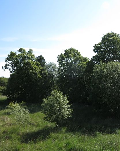 eines der letzten, erhaltenen SCHEUNENGUTSHÄUSER (mit 4-6 ha. Naturgrundstück) – Dorfteich / Grdst. li. Seite