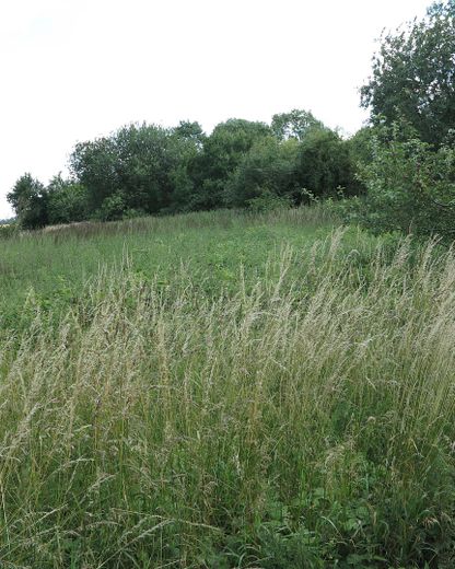 eines der letzten, erhaltenen SCHEUNENGUTSHÄUSER (mit 4-6 ha. Naturgrundstück) – Waldteil (v. links gesehen ;-)