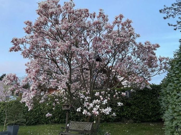 Magnolie