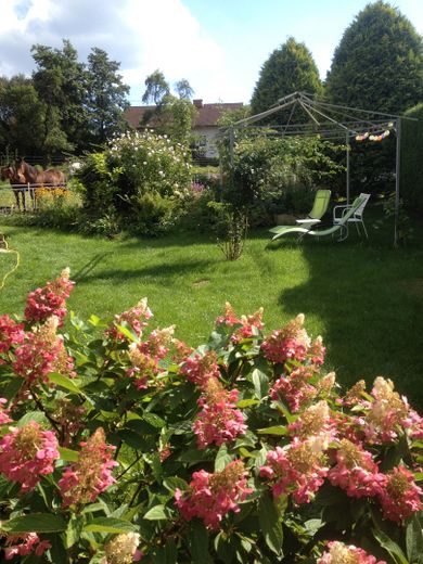 Garten im Sommer