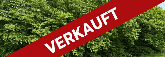 Deciduous forest with a dense tree population in Waldkappel / 0.7 ha