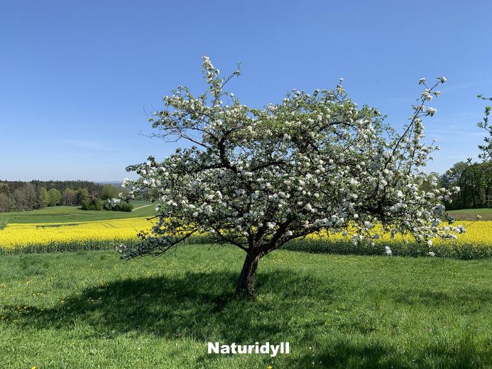 Propiedad rural idílica / paraíso natural - cerca de Múnich – Naturidyll