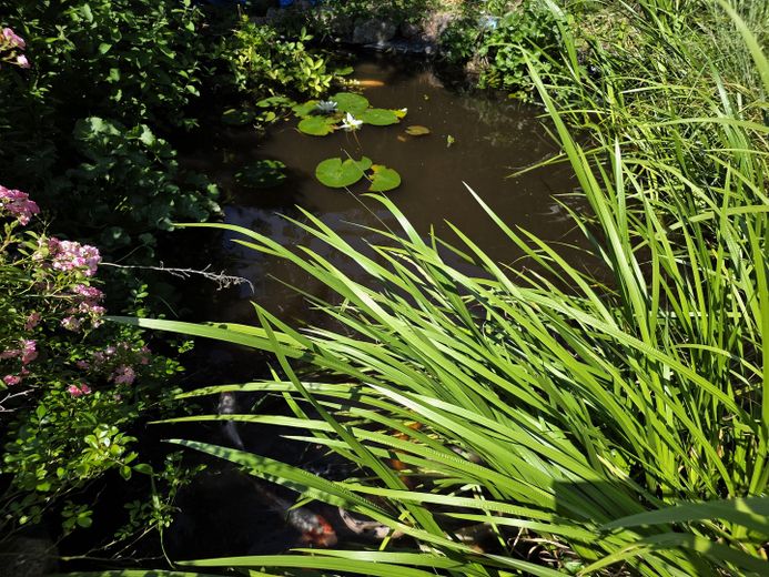 Teich