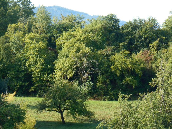 Ausblick im Sommer