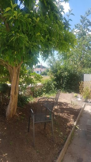 Magnolie vor dem Haus