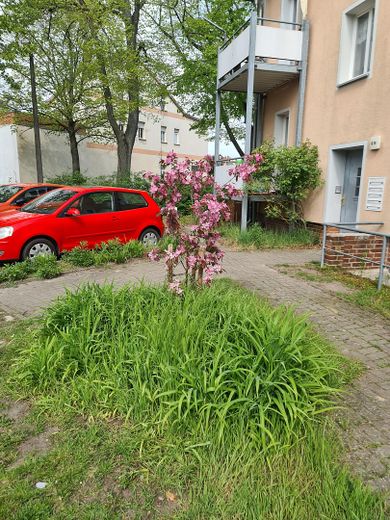 Edificio plurifamiliare con 10 unità abitative nel quartiere delle ville di Stendal – Nachpflanzungen - jap. Kirsche