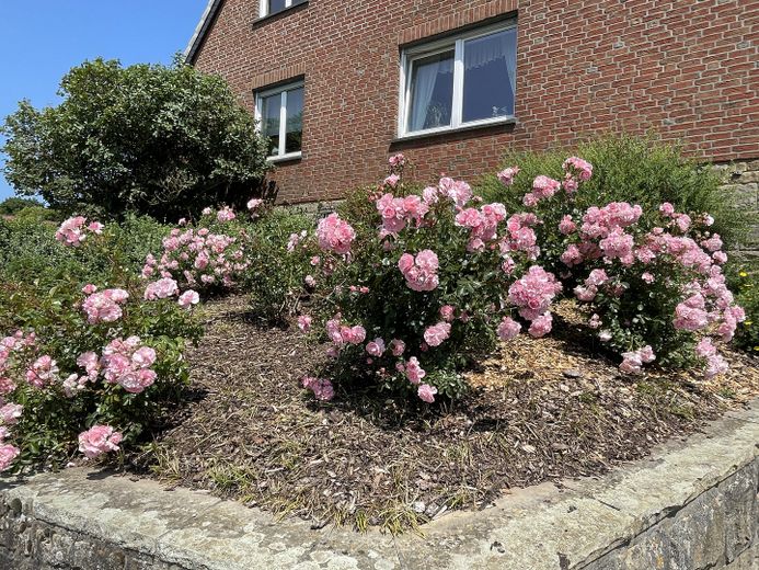 Rosenblüte
