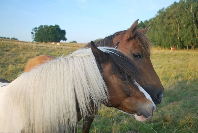 Pferdehof Lenz nebenan