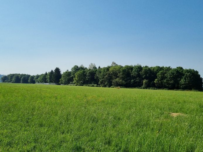 saftige Wiese 