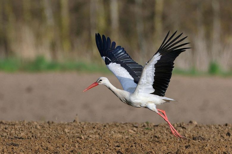 Storch