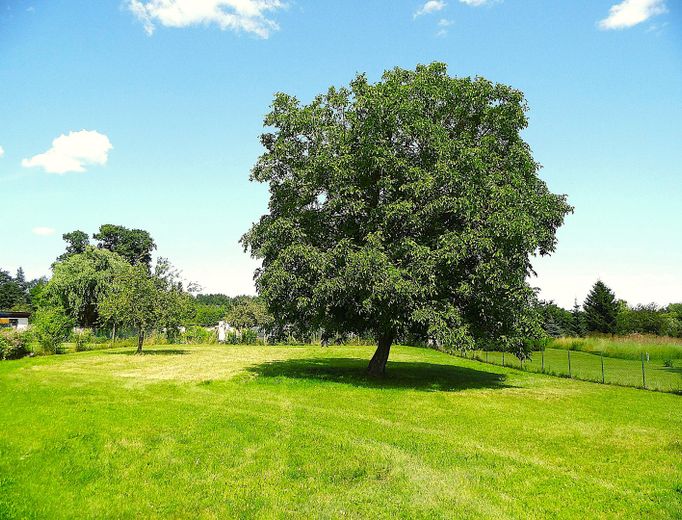 Solides MFH, Schweriner Stadtrand, als Investment o. Eigennutzung, sof. bezugsfähig, 2.505m² Grdst. – Wiese mit Nussbaum