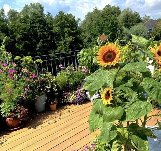 Penthouse Schwerin – Terrasse