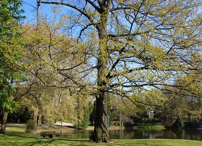 Neustadt-Süd - Citywohnung am Volksgarten - modernisiert - – Volksgarten
