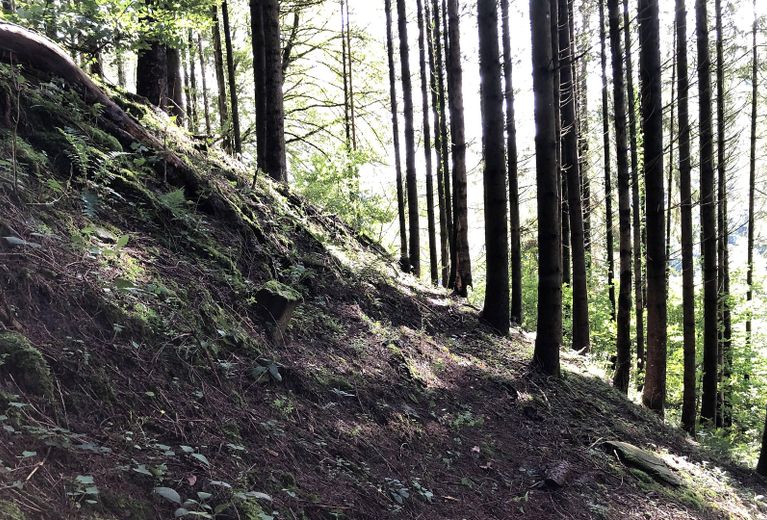 Im eigenen Wald m. Grenzstein