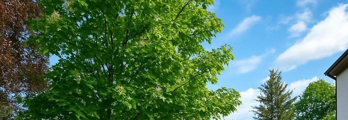 Immobilienschatz mitten in Friedrichshagen zu verkaufen – Garten