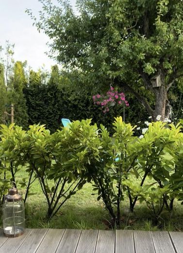 Blick Terrasse in Garten