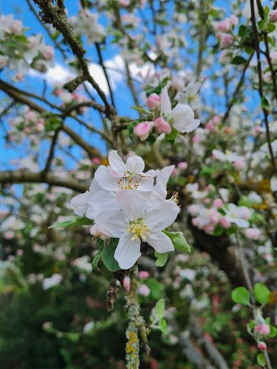 Gartenimpression