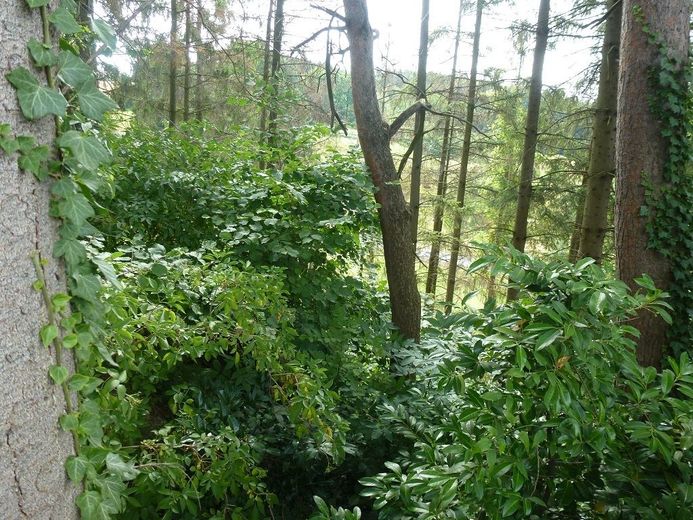 Menden-Asbeck: Grundstück mit Erholungsfaktor - Baugenehmigung inklusive! – Grundstück Menden-Asbeck