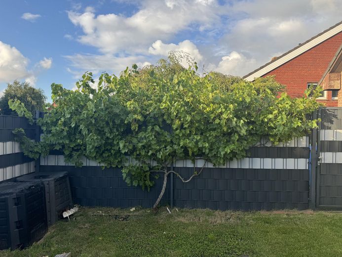 Garten / Weinstock