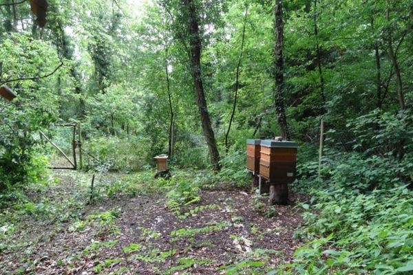 Naturbelassenes Grundstück am Grünen See in Mühlheim am Main