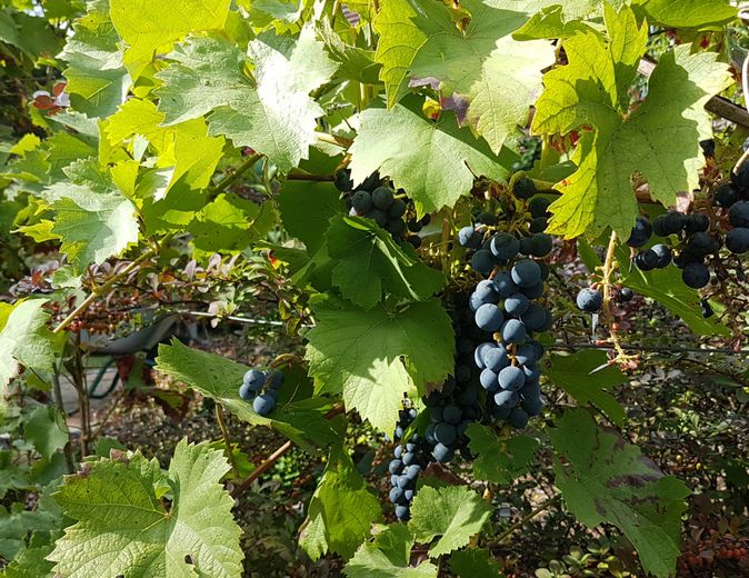 Wohn- und Geschäftshaus – Weinrebe