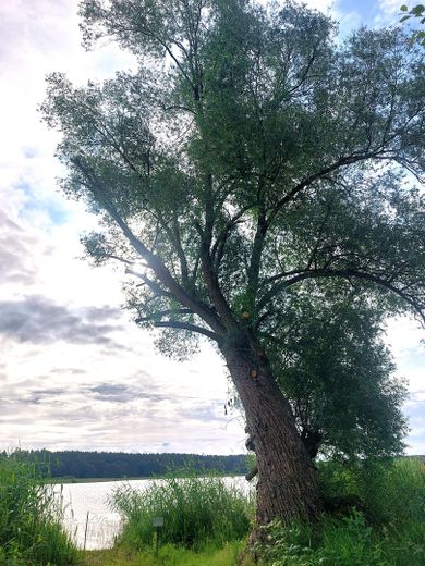 Uferbereich vor dem Grundstück
