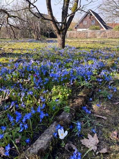 Eldingen - Verborgene Perle: Einfamilienhaus + Garten + Obstbäume - wer erweckt mich zu neuem Leben – Gartenansicht 2
