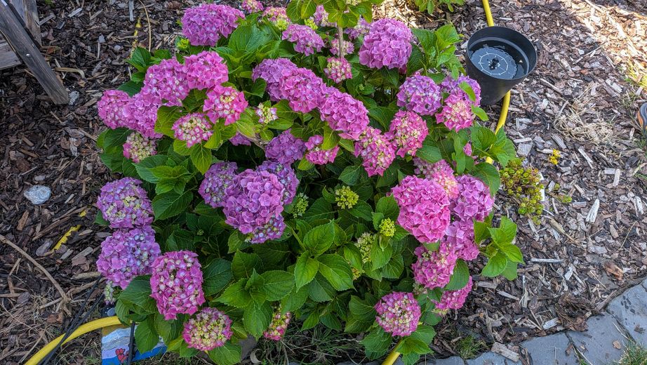 OHNE MAKLER! Freistehendes EFH auf 1.416 m² – seltenes Grundstück in zentraler Lage von Hennef – Garten