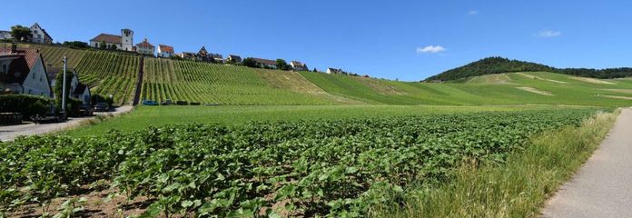 Weinberge nahe der Wohnung