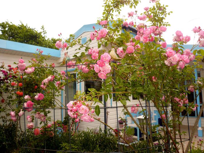 Idilliaca casa unifamiliare in stile bungalow con romantico giardino di rose – Foto 1