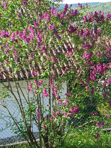 Gartenimpressionen