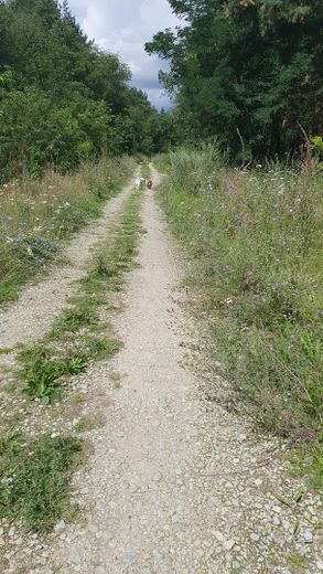 Wald