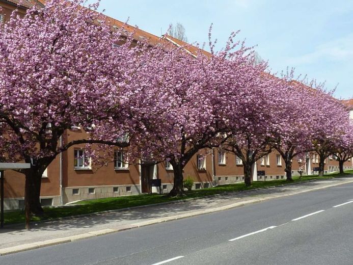 Apartamento de 2 habitaciones en una ubicación céntrica y tranquila de Chemnitz – Foto 1
