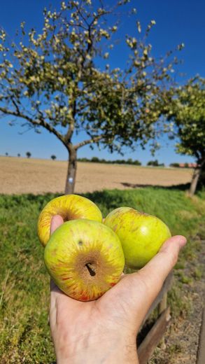 Obstbäume in der Nähe