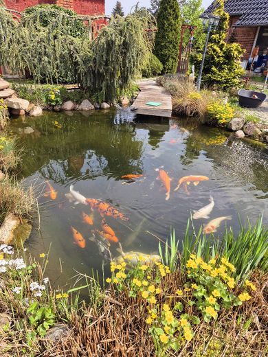Naturparadies nähe Ludwigslust mit Schwimmteich, Koiteich & Werkstatt in Gorlosen (Kaufpreis VB) – Koiteich  hinter dem Haus