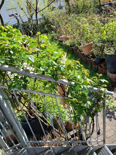 Ruhige Erdgeschosswohnung mit einmaligem Garten in zentraler Lage in der Unterwiehre – Foto 27