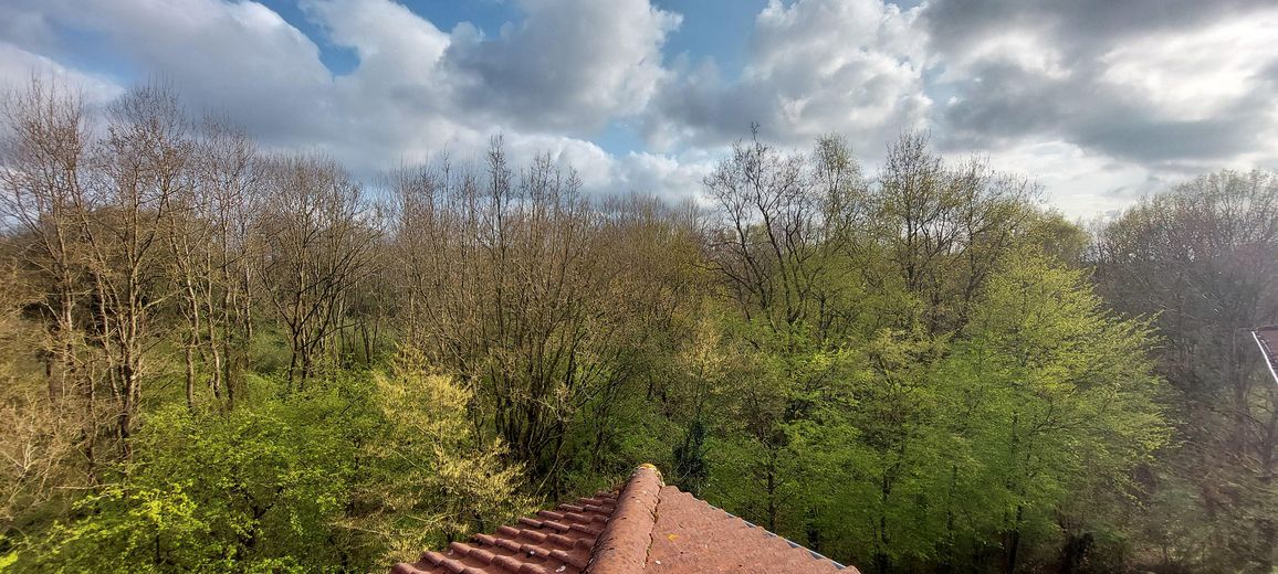 Ausblick in den Wald