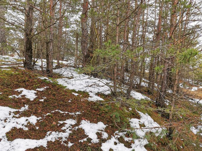 Baugrundstück für Naturliebhaber – Januar 2023
