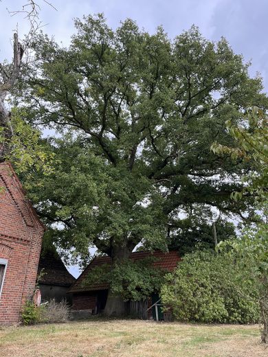 Casa unifamiliare / ex azienda agricola con grande terreno in posizione tranquilla – Foto 5