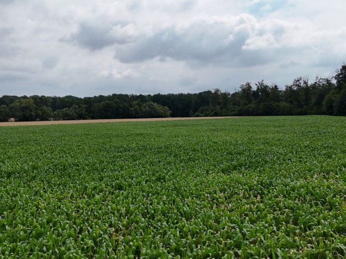 DIETZ: Arable land for sale between Harpertshausen, Altheim and Richen – Foto 1